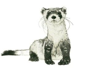 Ferret-web
